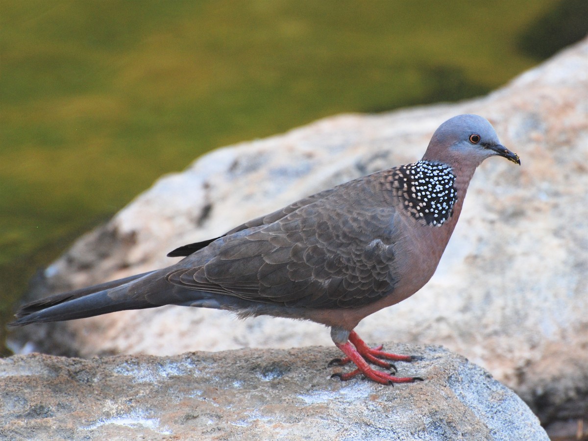 Spotted Dove - ML40640151