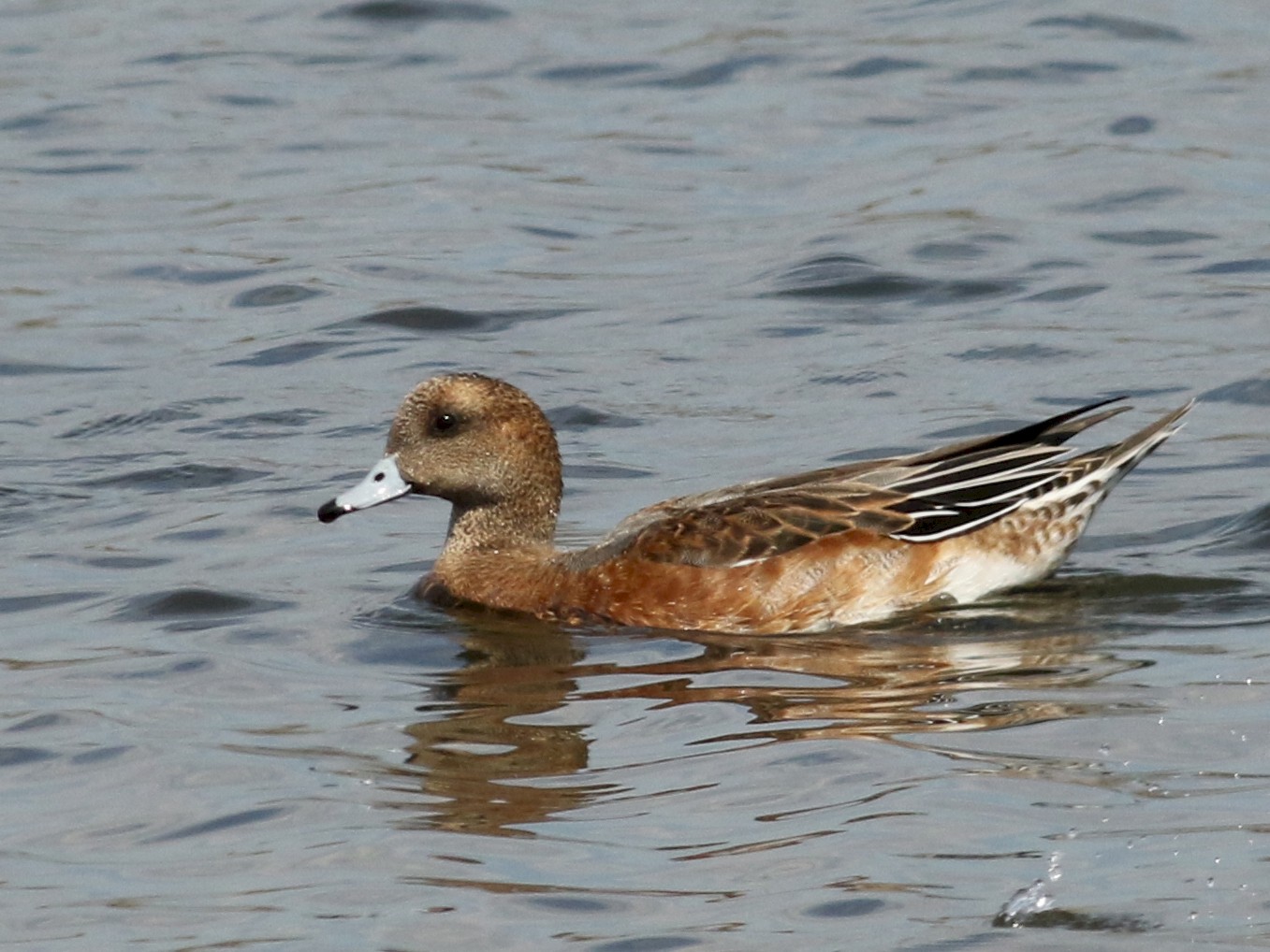 Eurasian Wigeon Vs American Wigeon