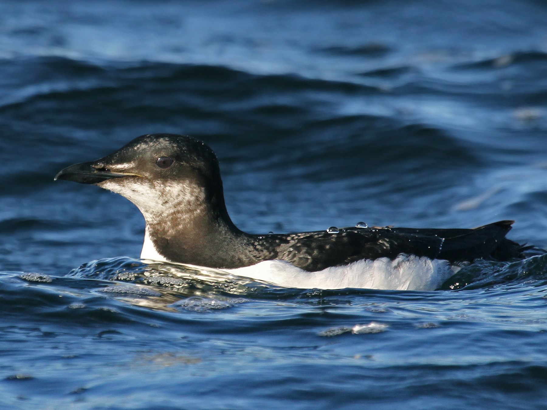 Thick-billed Murre - Ryan Schain