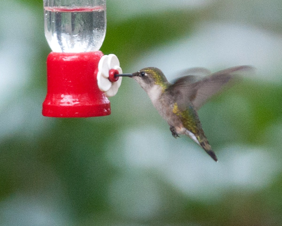 Ruby-throated Hummingbird - ML406405511