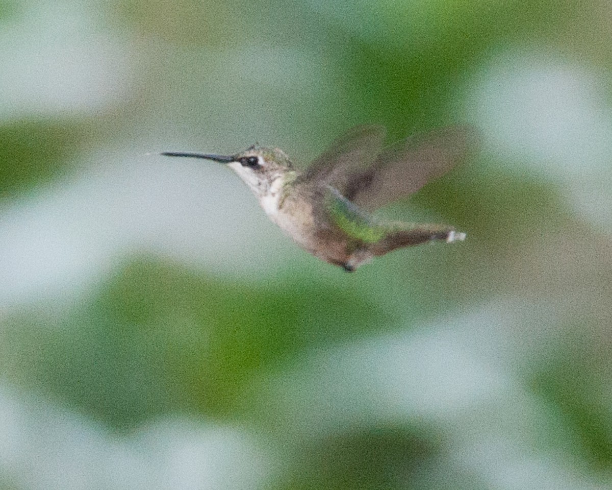 Ruby-throated Hummingbird - ML406405521