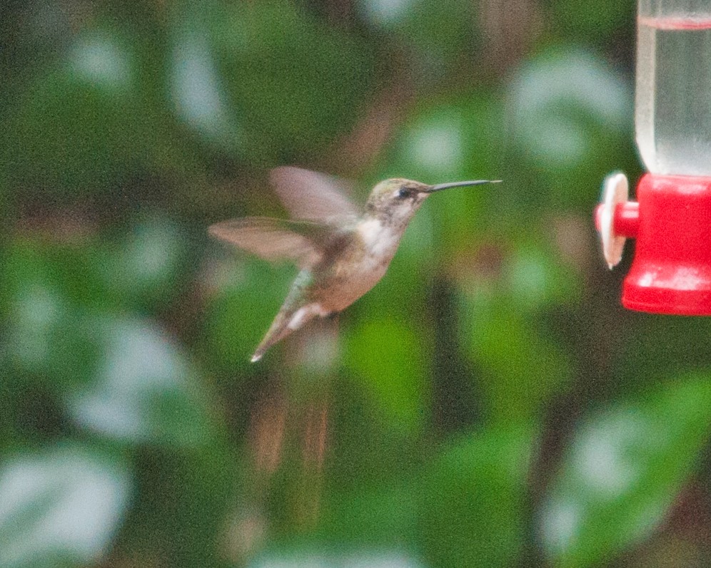 Ruby-throated Hummingbird - ML406405531