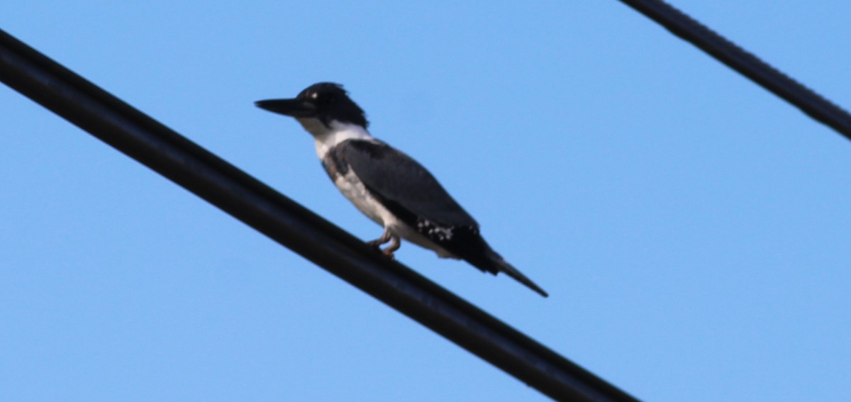 Belted Kingfisher - Mitch Foret