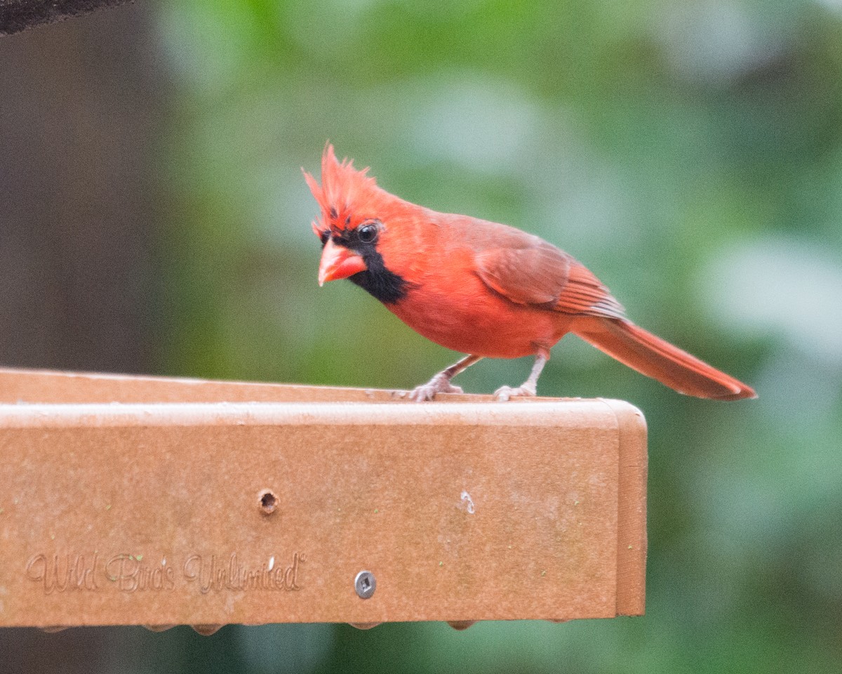 Cardinal rouge - ML406406681