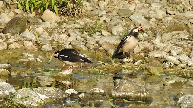 Asian Pied Starling - ML406409201