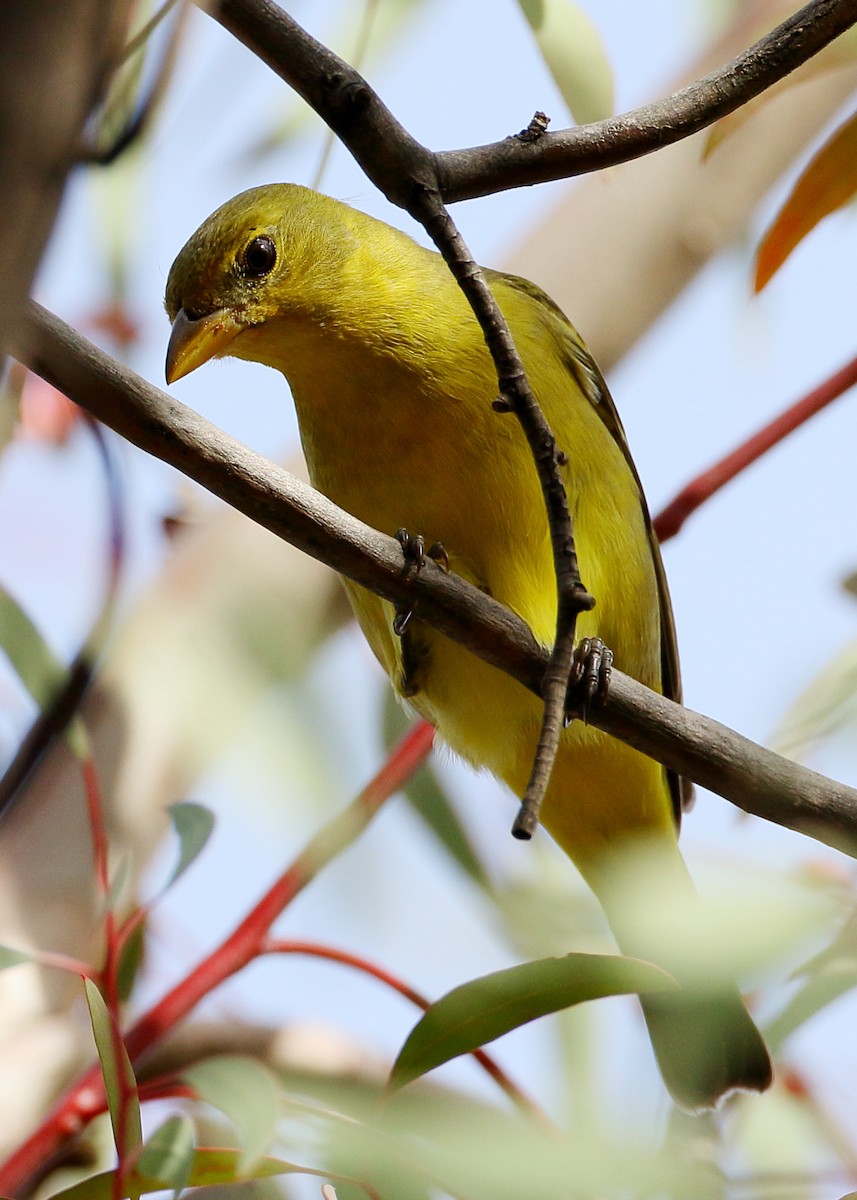 Western Tanager - ML406409391