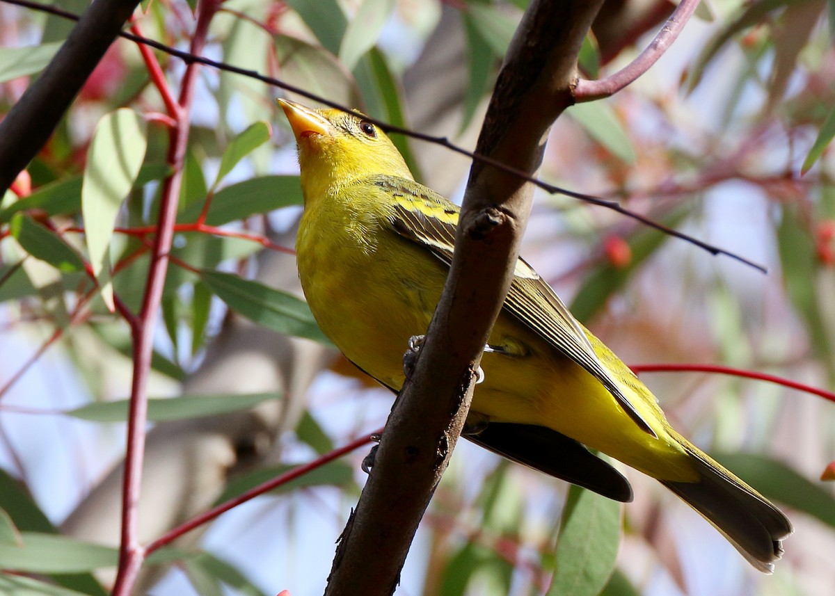 Western Tanager - ML406409731