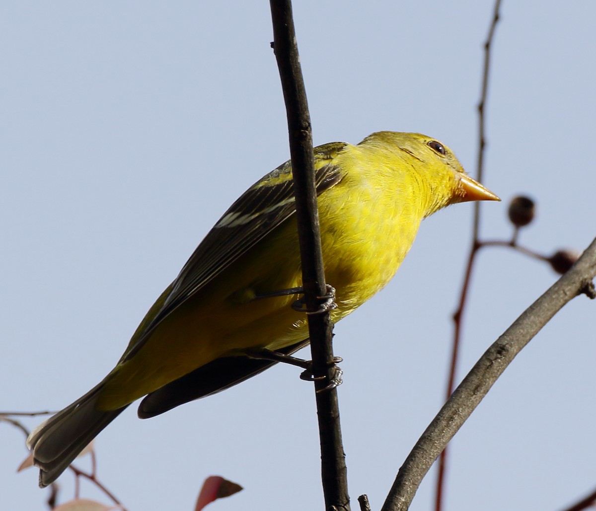 Western Tanager - ML406409991
