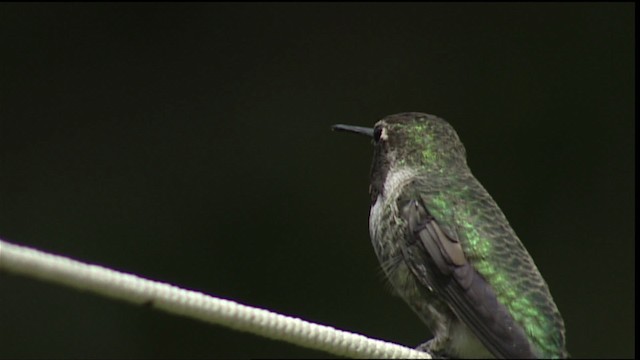 Black-chinned Hummingbird - ML406411