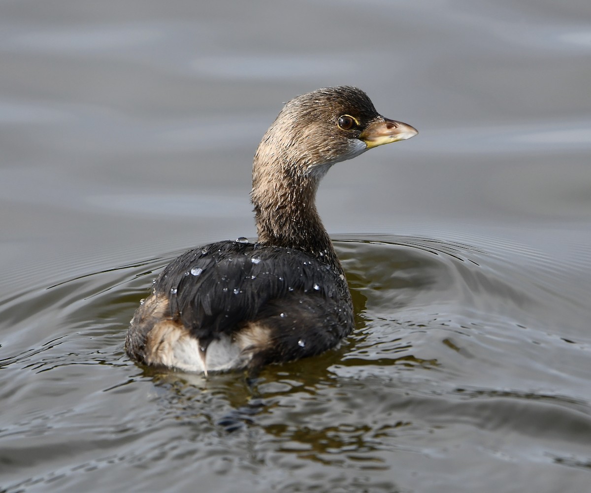 Pied-billed Grebe - Claudia Nielson