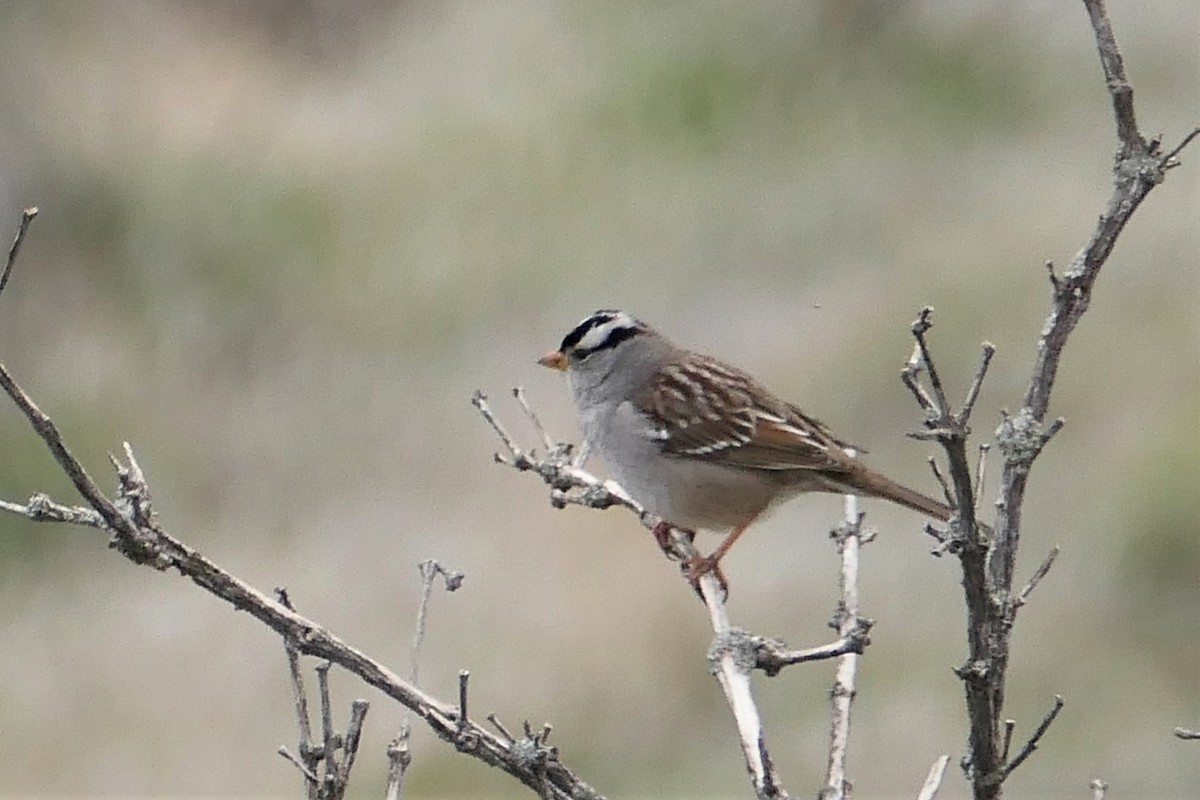 White-crowned Sparrow - ML406427321