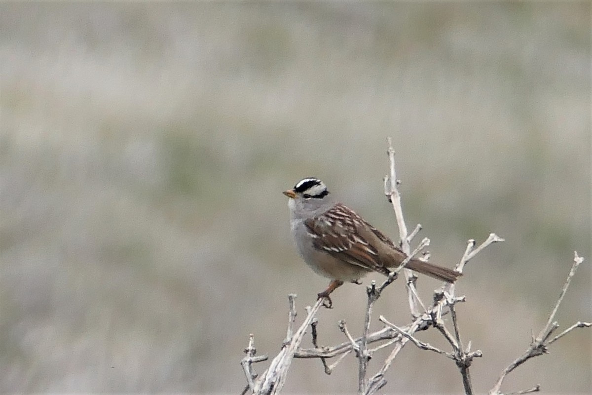 White-crowned Sparrow - ML406427331
