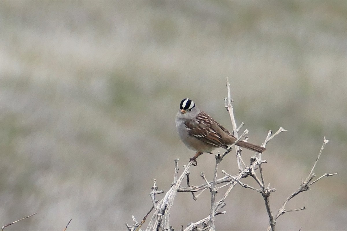 White-crowned Sparrow - ML406427351