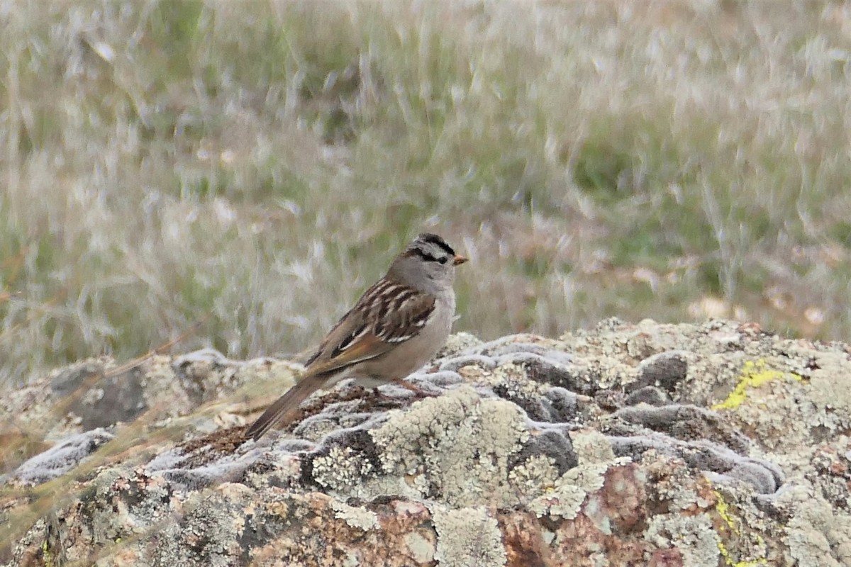 White-crowned Sparrow - ML406427361
