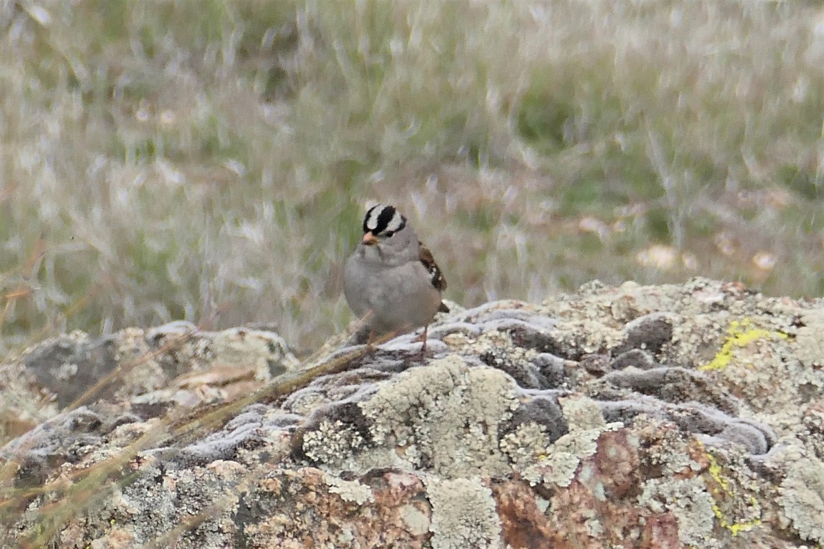 White-crowned Sparrow - ML406427371