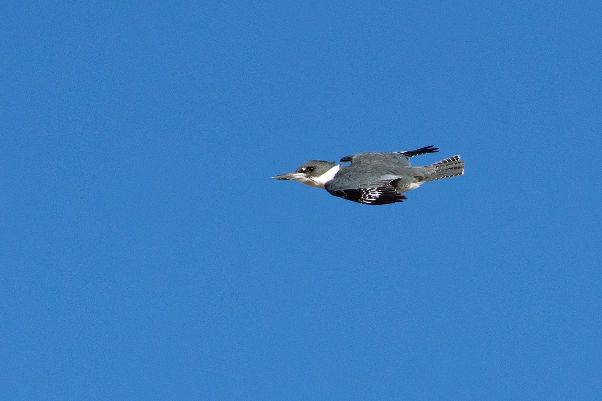Belted Kingfisher - ML406436981