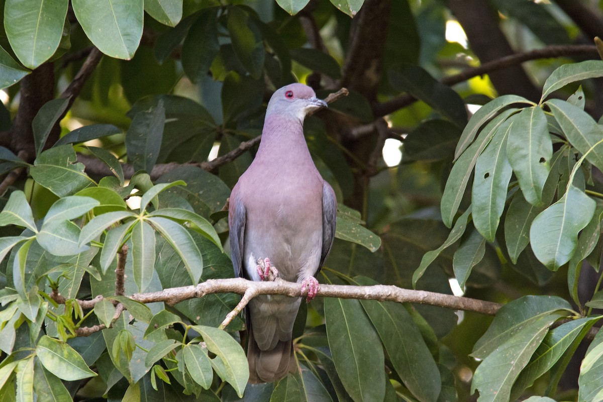 Pale-vented Pigeon - Marco Silva