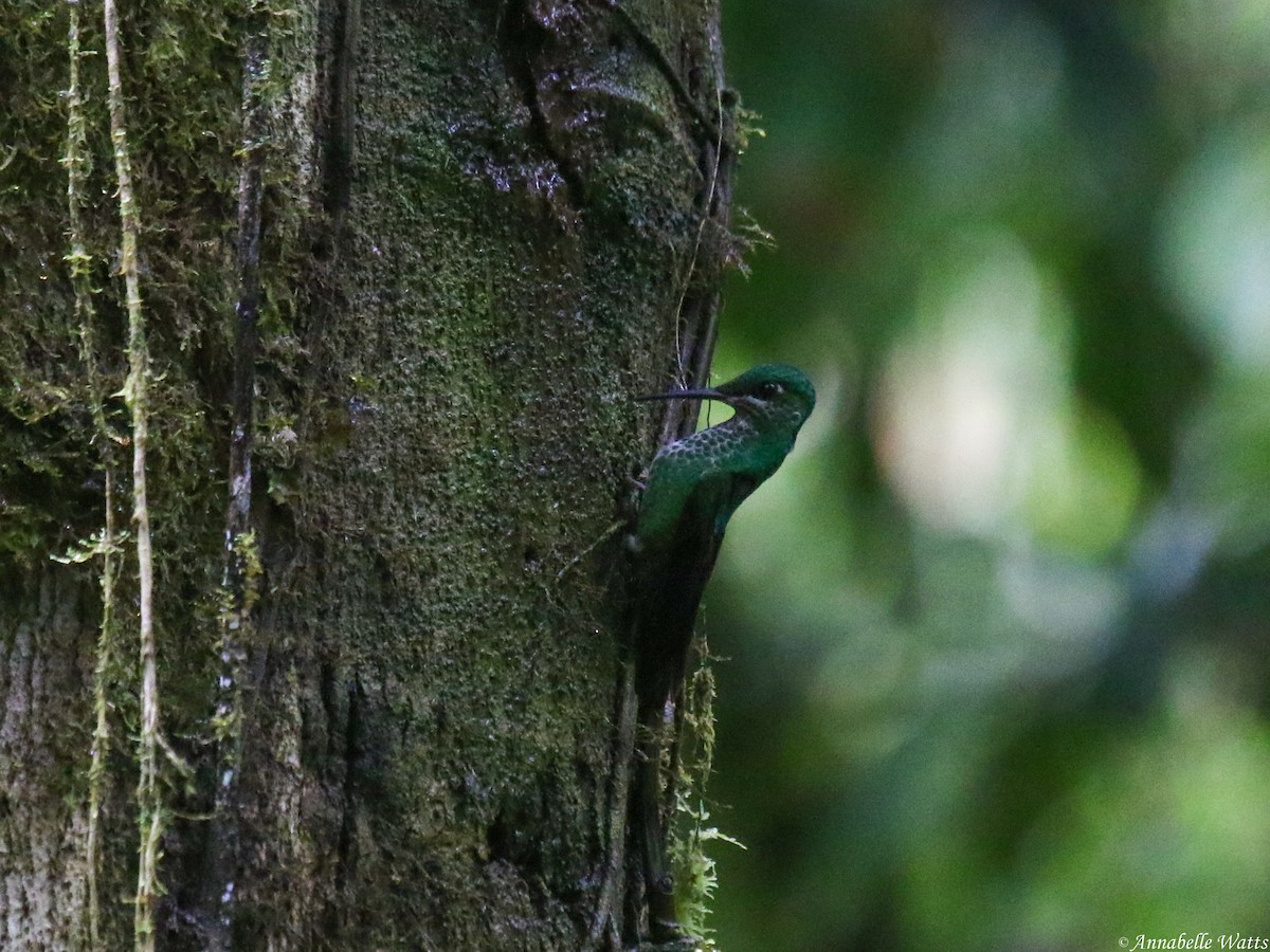 Green-crowned Brilliant - ML406445681
