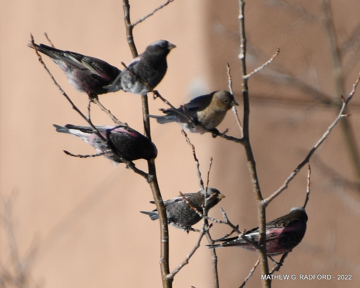 ebird-checklist-1-jan-2021-cibola-nf-sandia-crest-4-species