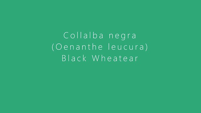 Black Wheatear - ML406455161