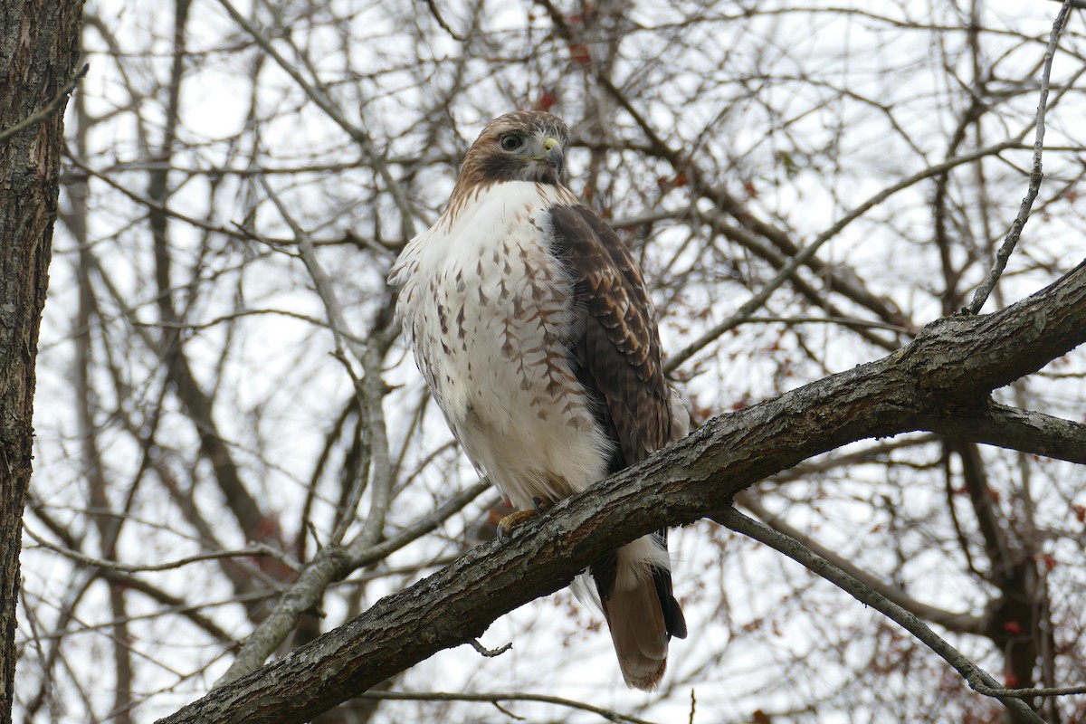 Red-tailed Hawk - ML406460891