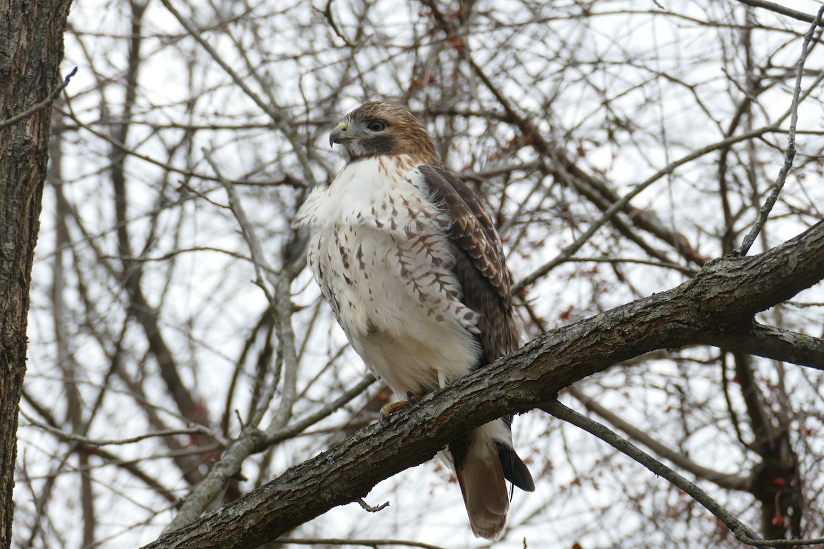 Red-tailed Hawk - ML406460921