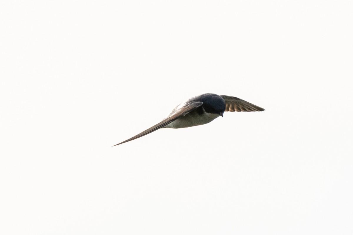 Chilean Swallow - ML406462941