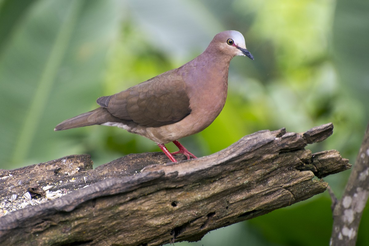 Gray-fronted Dove - ML406463231