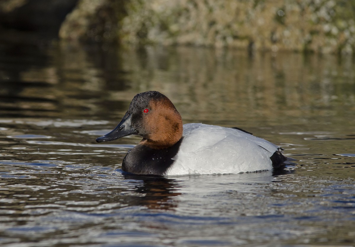 Canvasback - Ronnie d'Entremont