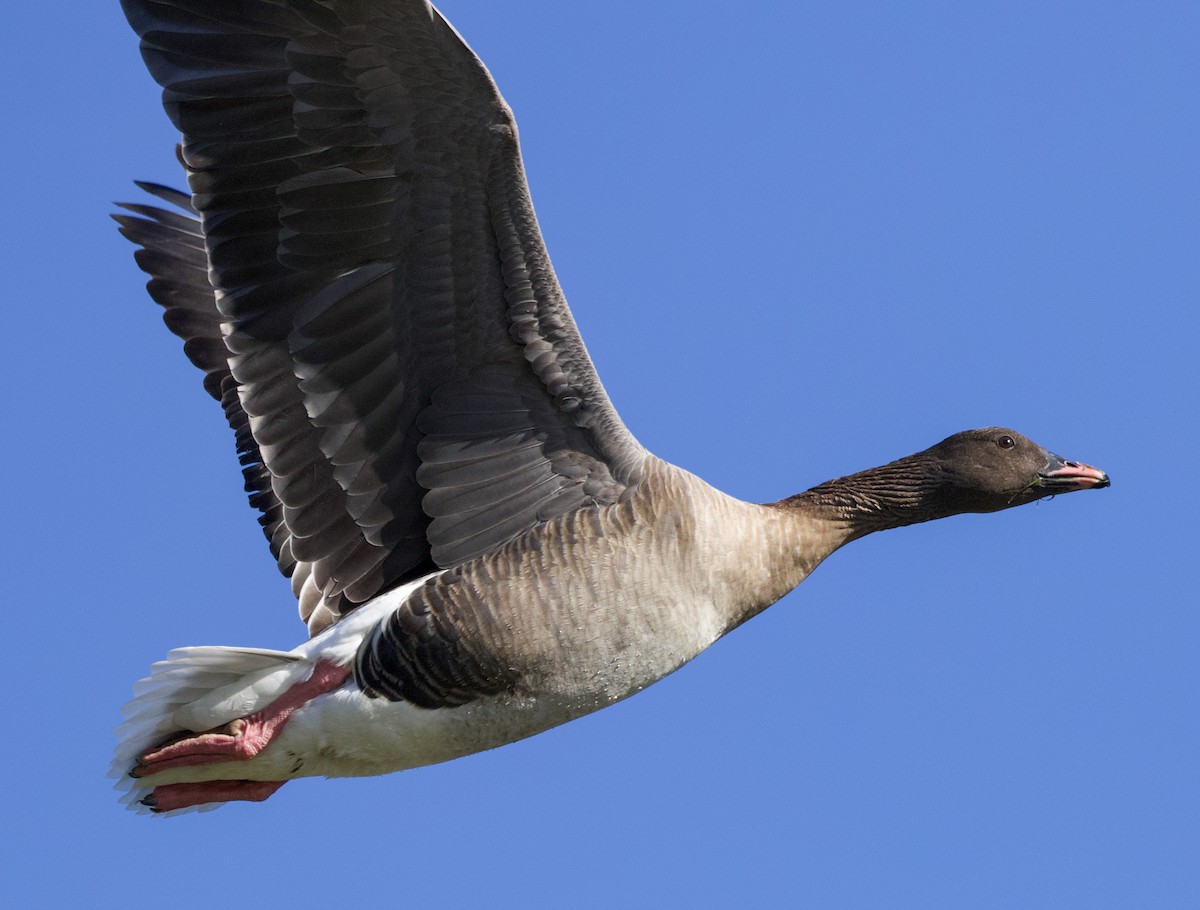 Pink-footed Goose - Will Sweet