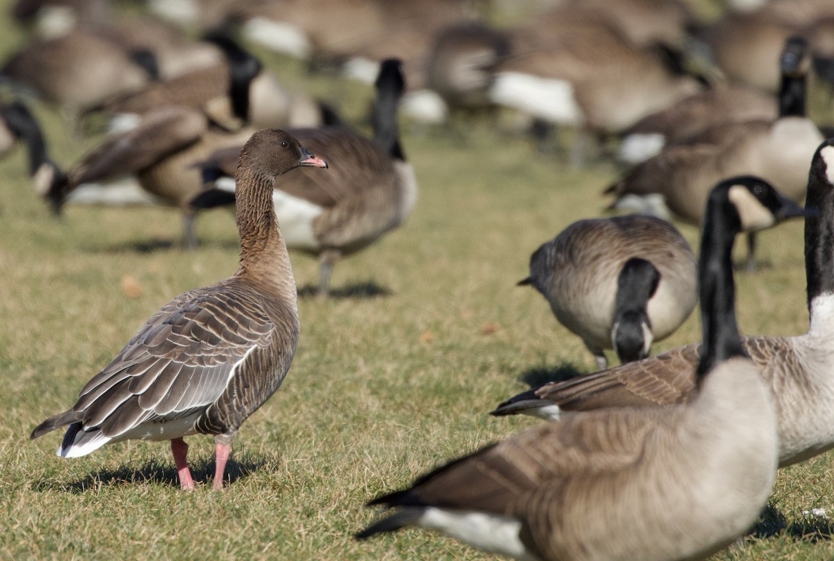 Pink-footed Goose - ML406471041