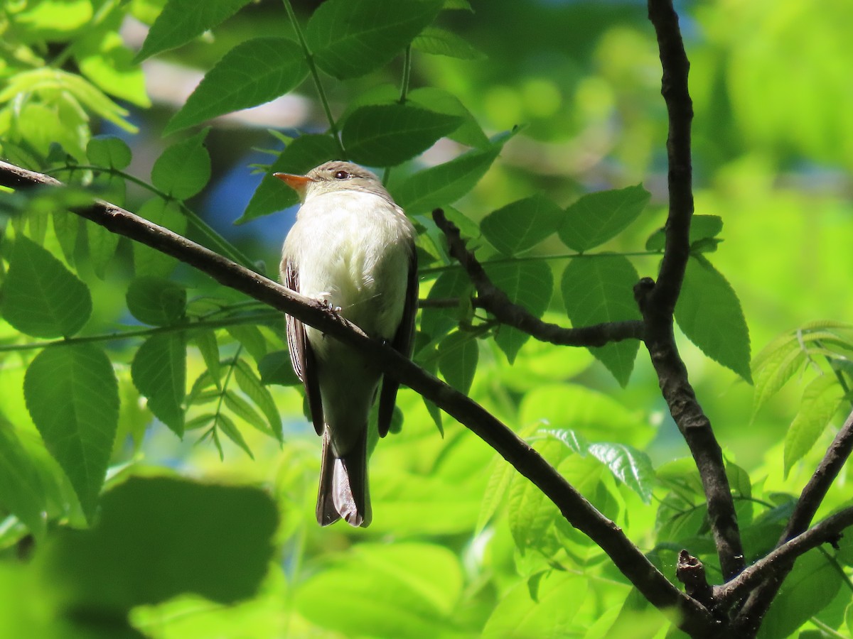 Eastern Wood-Pewee - Suzanne Roberts