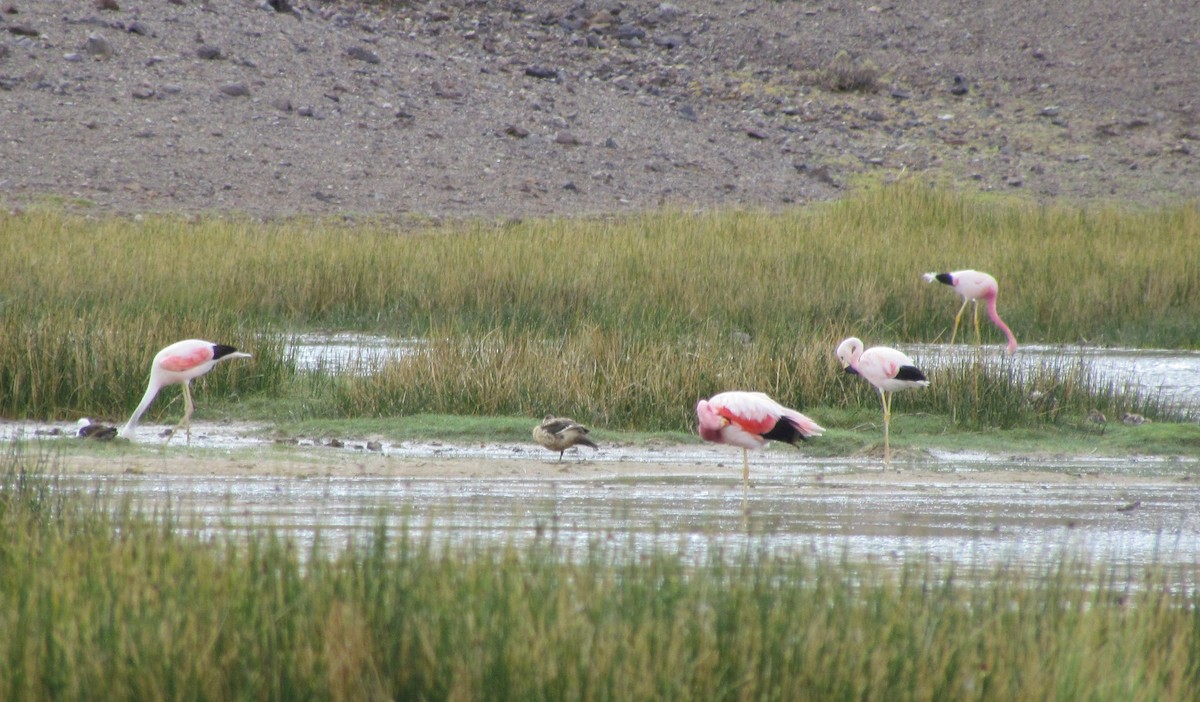 Andean Flamingo - ML406480911