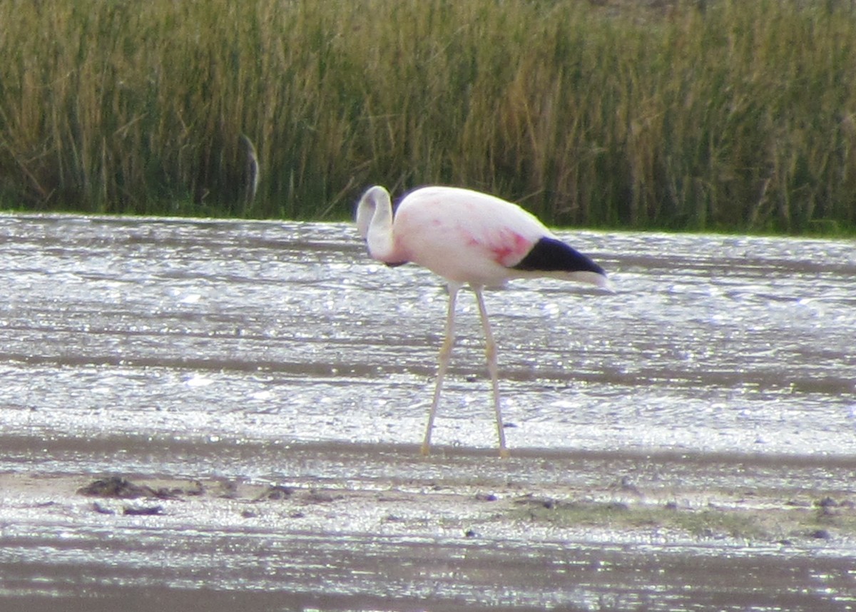 Andean Flamingo - ML406481201