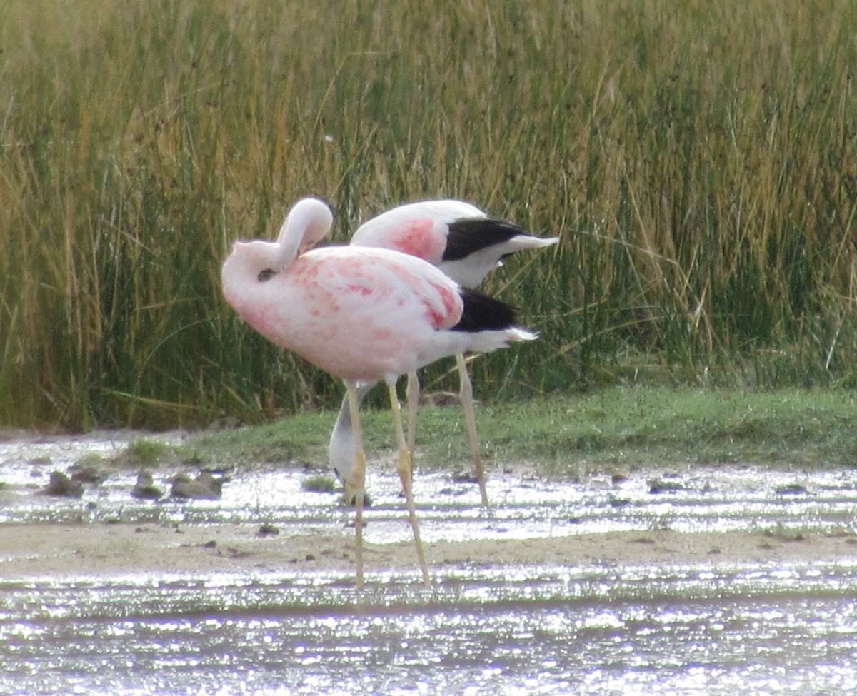 Andean Flamingo - ML406481411