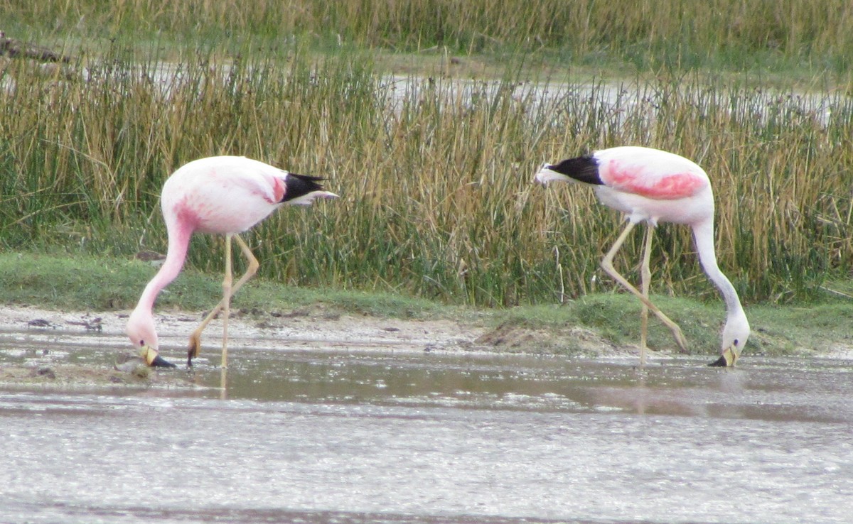 Andean Flamingo - ML406481731