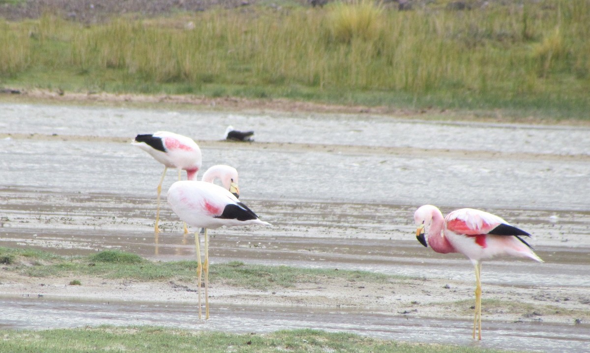 Andean Flamingo - ML406481821
