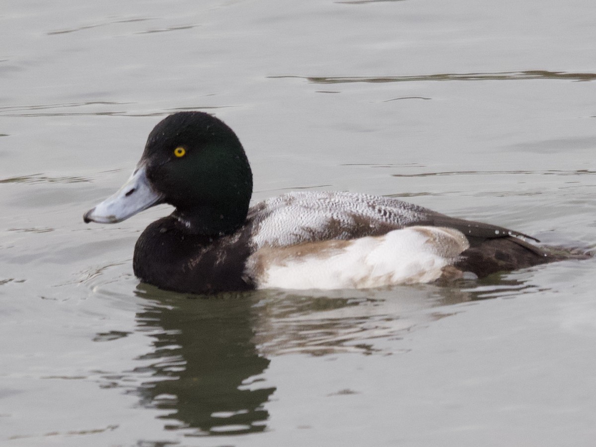 Greater Scaup - ML406483401