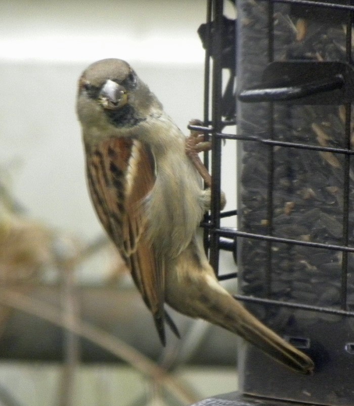 House Sparrow - ML40648661