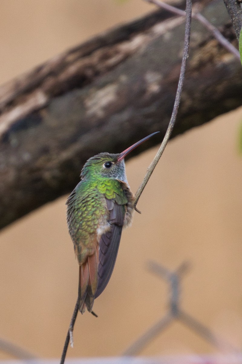 Buff-bellied Hummingbird - ML406487301