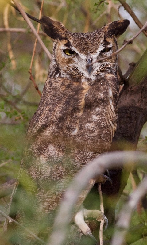 Great Horned Owl - Taylor Driggs