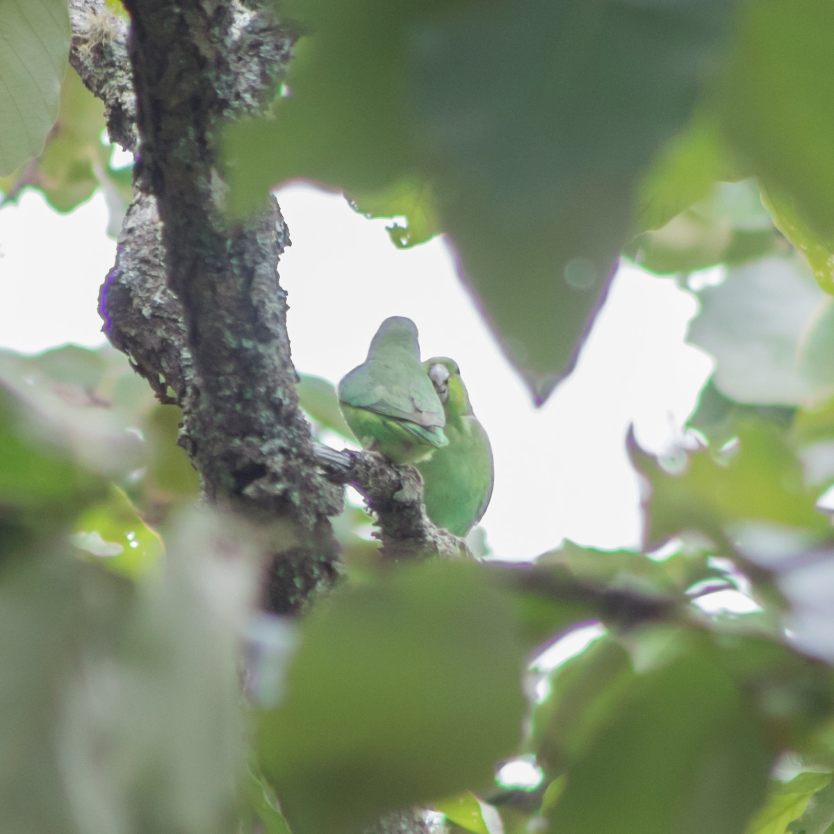 Мексиканский воробьиный попугайчик (cyanopygius) - ML406492201