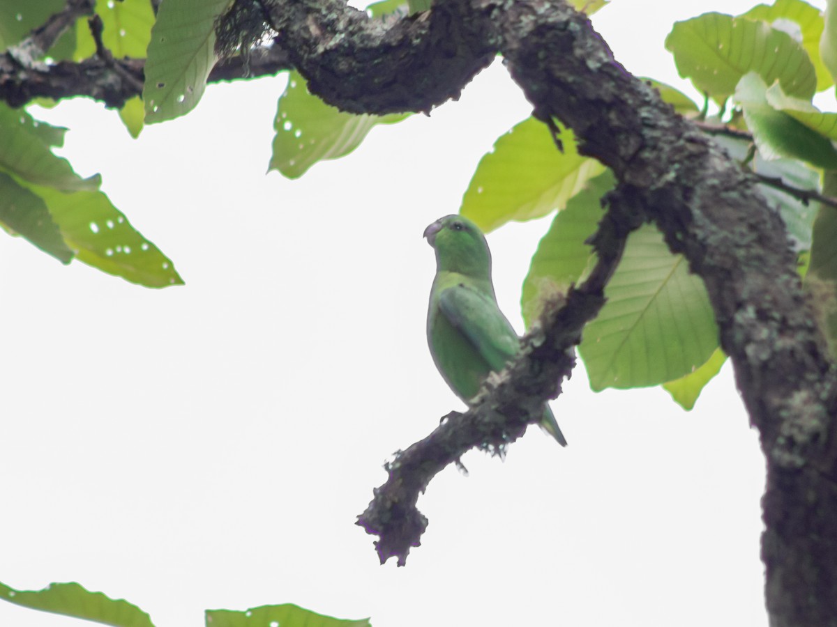 papoušíček mexický (ssp. cyanopygius) - ML406492261