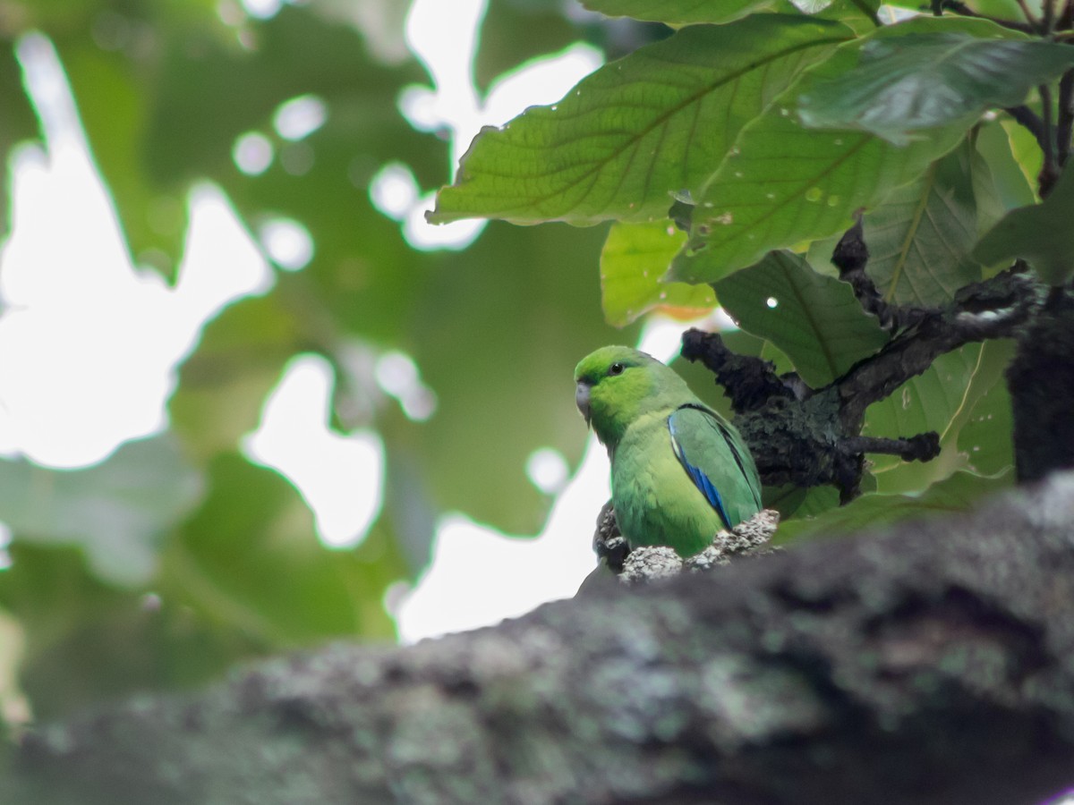 papoušíček mexický (ssp. cyanopygius) - ML406492271