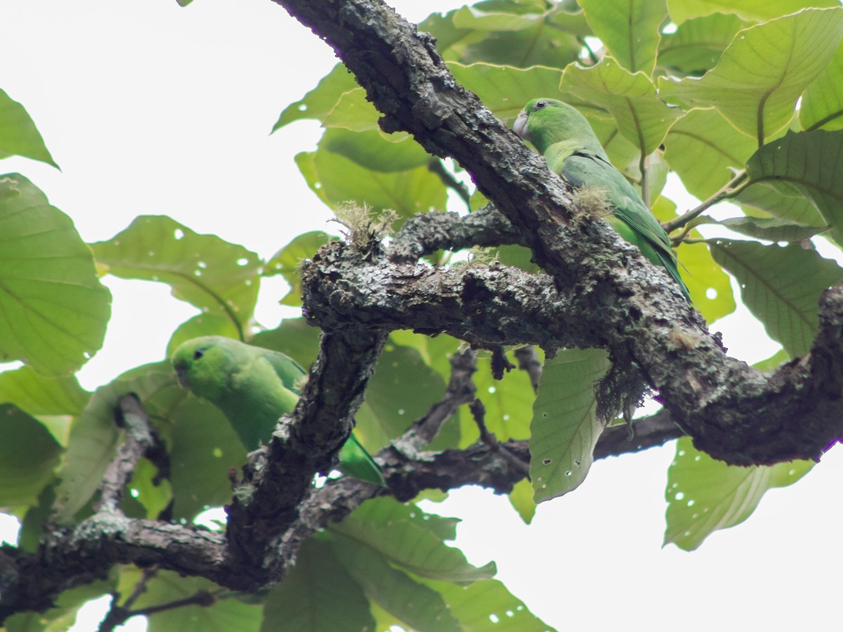 Meksika Serçe Papağanı (cyanopygius) - ML406492341