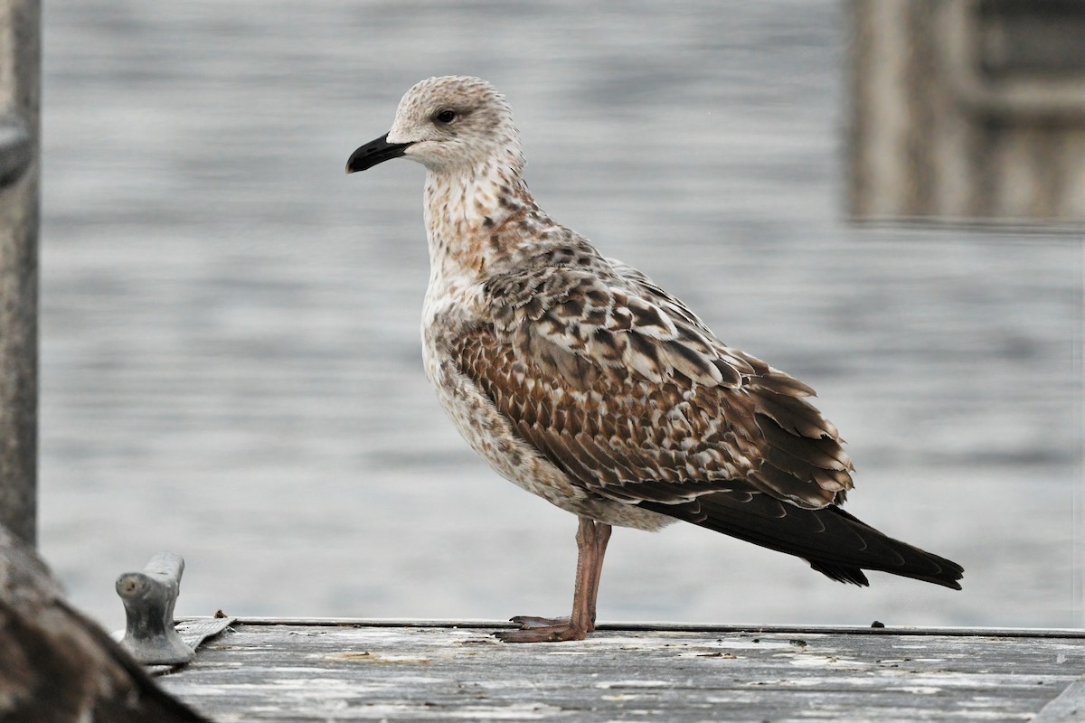 Lesser Black-backed Gull - Jim Pawlicki