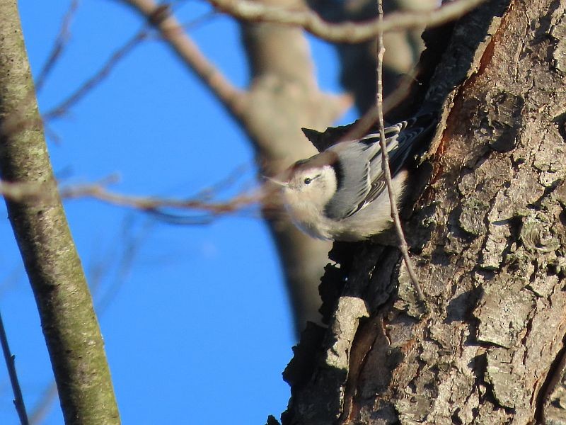 White-breasted Nuthatch - ML406512291