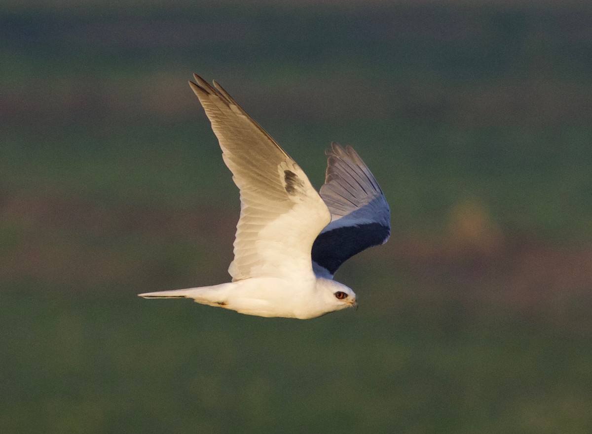 White-tailed Kite - ML406514241
