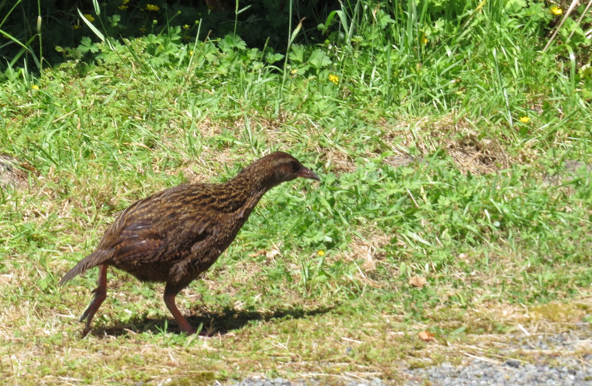 New Zealand Bird Atlas Checklist - 15 Jan 2022 - Fiordland NP--The ...