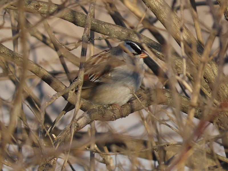 White-crowned Sparrow - ML406515151